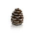 Nora Fleming Mini | Pretty Pinecone (Retired 12/31/25)