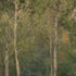 Old Masters Collection - Wooded Landscape 1894 Ludovit Cordak